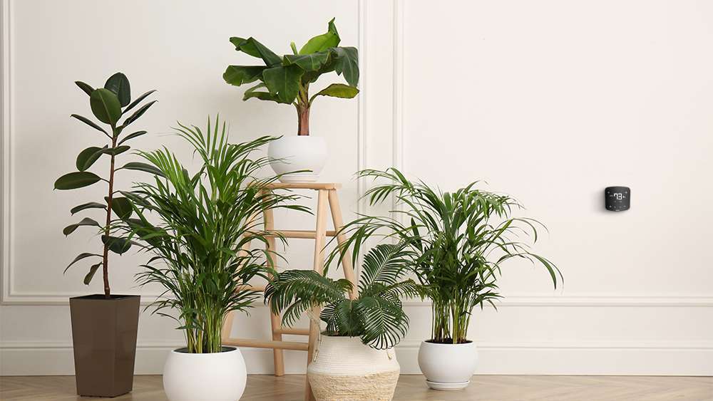 Air Purifying Plants