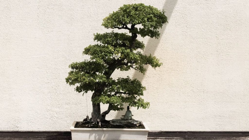 Indoor Bonsai